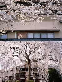 京都丨真的被本滿寺滿開櫻花震撼到了！