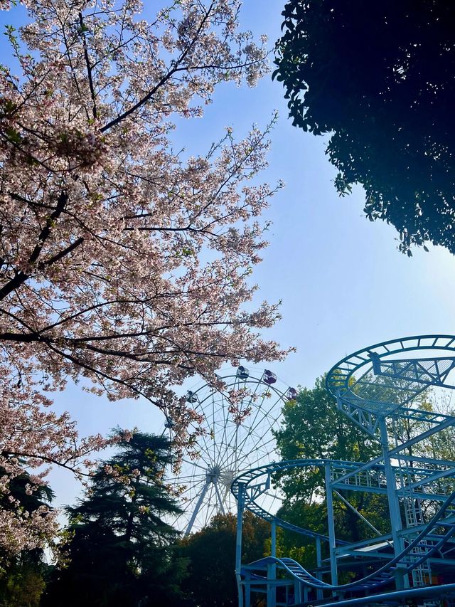 南京已回這樣玩才能不花冤枉錢