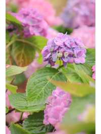 繡球花🌸沙田石門河濱花園