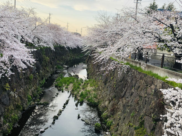 花見名古屋：千年古城的櫻花物語