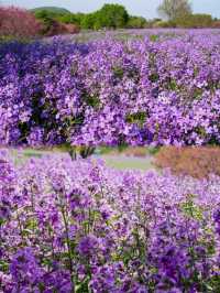 大連英歌石植物園，賞花遛娃兒一站式