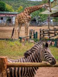 大連森林動物園
