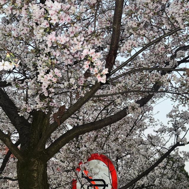 🌸貴大櫻花季🌸 翻出相簿裡的春日浪漫✨