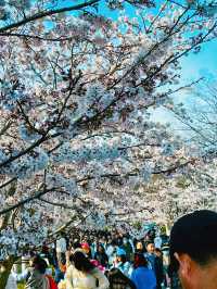 武漢春日限定｜櫻花樹下邂逅絕美江城