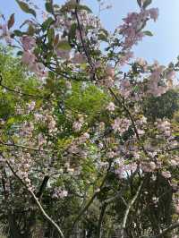 Luboyuan Nanjing: a mini Netherlands to see tulip 🌷