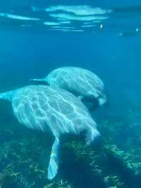 奧蘭多周邊 | 划透明玻璃船睇海牛