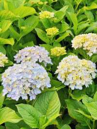 舊中川水邊公園 | 繡球花之約