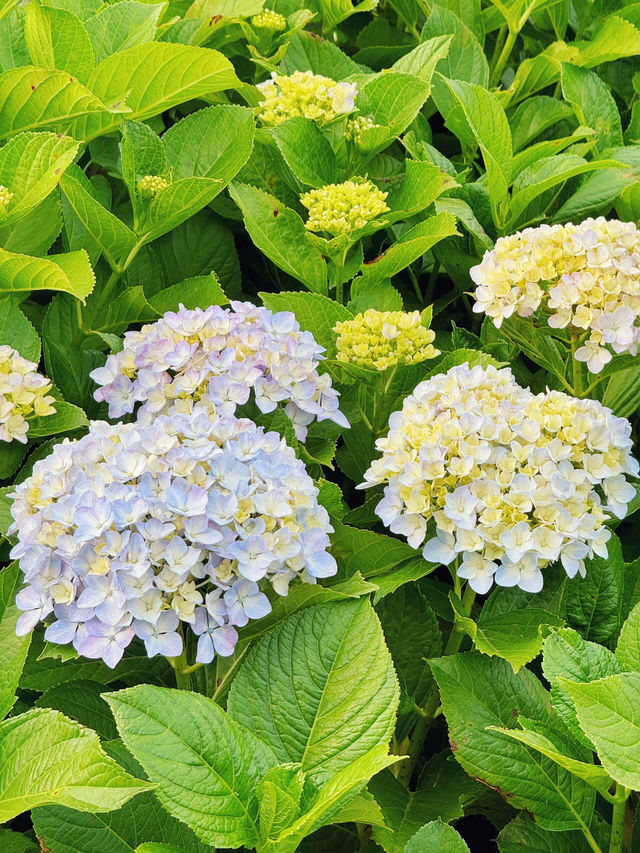 舊中川水邊公園 | 繡球花之約