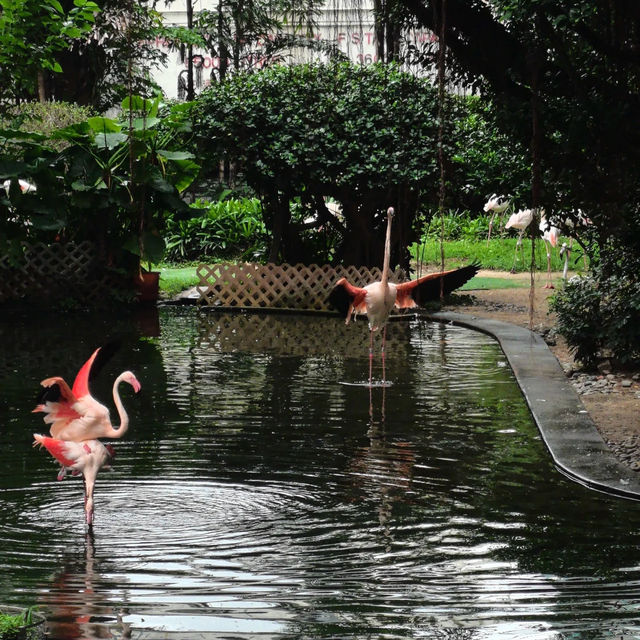 澳門衝香港！週末在九龍公園與火烈鳥噴泉共舞💖