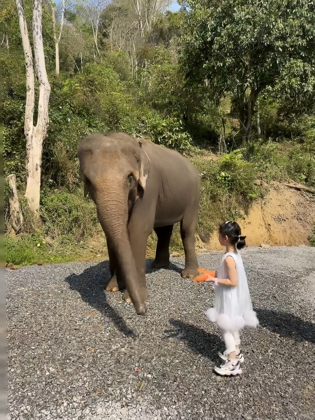 西雙版納之旅返嚟啦，暑假帶小朋友去嘅真係要諗清楚啊！