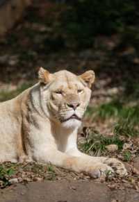 武漢野生動物園王國