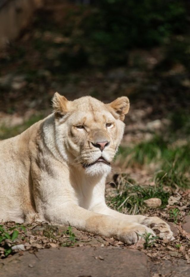 武漢野生動物園王國