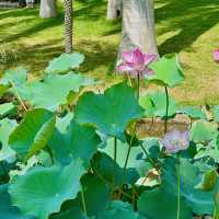 蓮花公園荷花季，在小區樓下就能賞荷