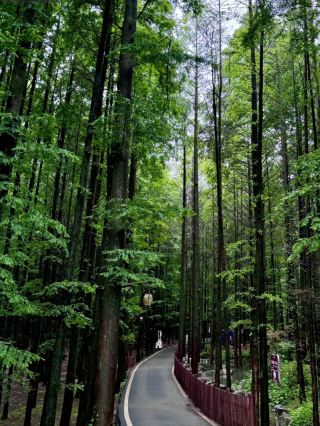 重庆에서 1.5시간 만에 도착할 수 있는 힐링 숲에서 가벼운 트레킹을 즐길 수 있다니 정말 최고예요!