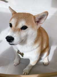 深圳新洲，柴犬天堂，太治癒啦～