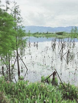 Bamboo Sea Zen Realm, Liangping's Green Symphony