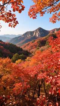 北京人私藏的秋天，居然藏在這座山裡，錯過等一年