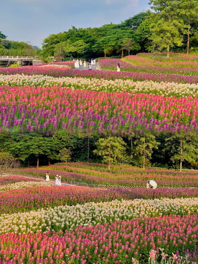 廣州秋日醉蝶花海正當時,等你入畫 廣州秋日醉蝶花海正當時,等你入畫