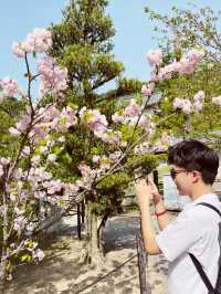 🌸 Throwback | Tokyo Sakura Chronicles: Where Temples & Parks Dance in Pink! 🌸