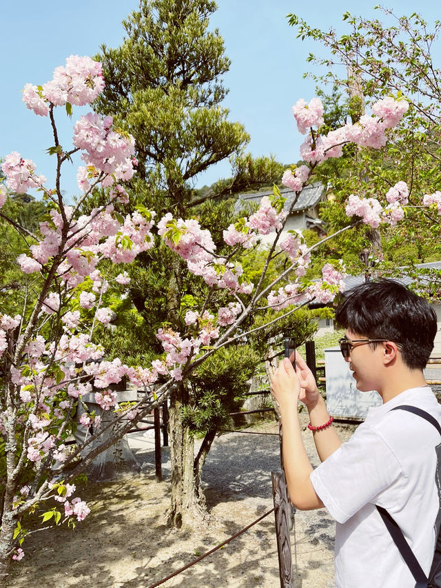 🌸 Throwback | Tokyo Sakura Chronicles: Where Temples & Parks Dance in Pink! 🌸 🌸 Throwback | Tokyo Sakura Chronicles: Where Temples & Parks Dance in Pink! 🌸
