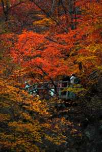 3天玩轉遼東秋日天花板！本溪紅葉封神之旅