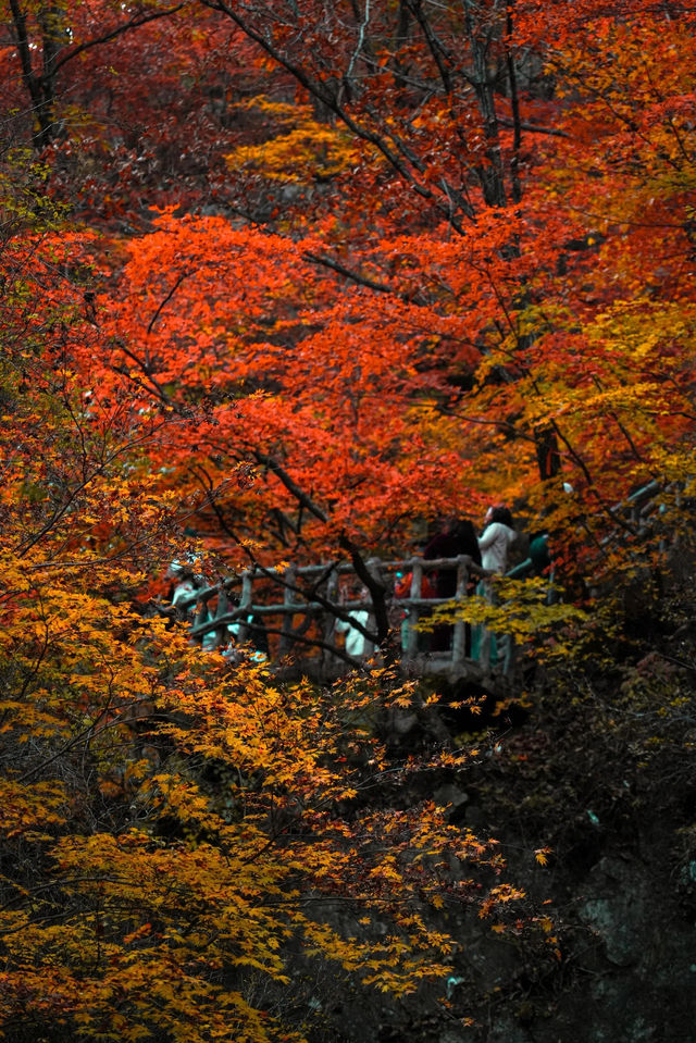 3天玩轉遼東秋日天花板！本溪紅葉封神之旅