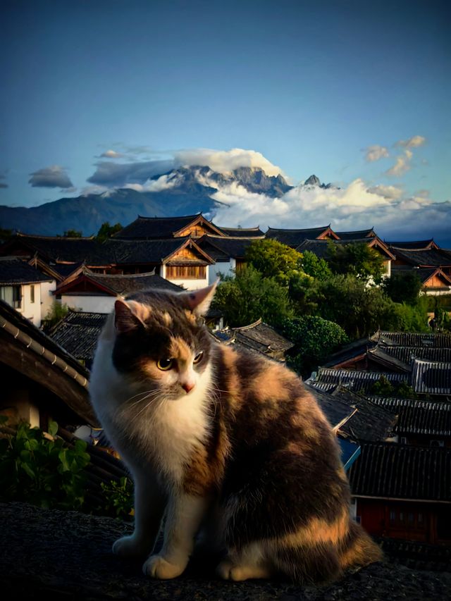 來麗江曬太陽