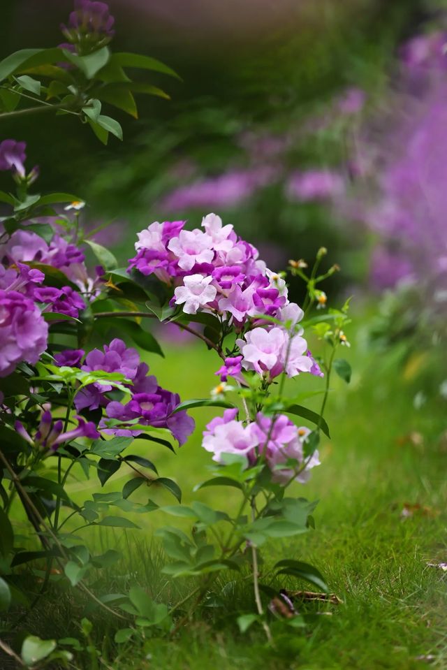 絕美花海打卡地桂花園蒜香藤驚艷綻放 絕美花海打卡地桂花園蒜香藤驚艷綻放