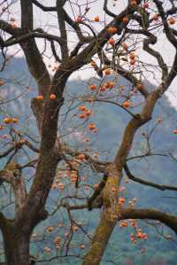 武漢2h自駕「中國甜柿第一村」的賞秋攻略