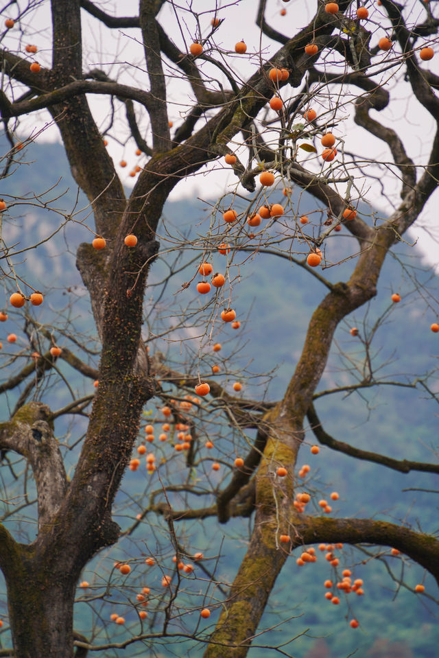 武漢2h自駕「中國甜柿第一村」的賞秋攻略