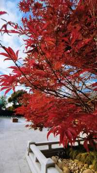 寶山寺紅楓全攻略