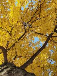 誰懂啊！秋天的都江堰藏著 “金色徒步道”