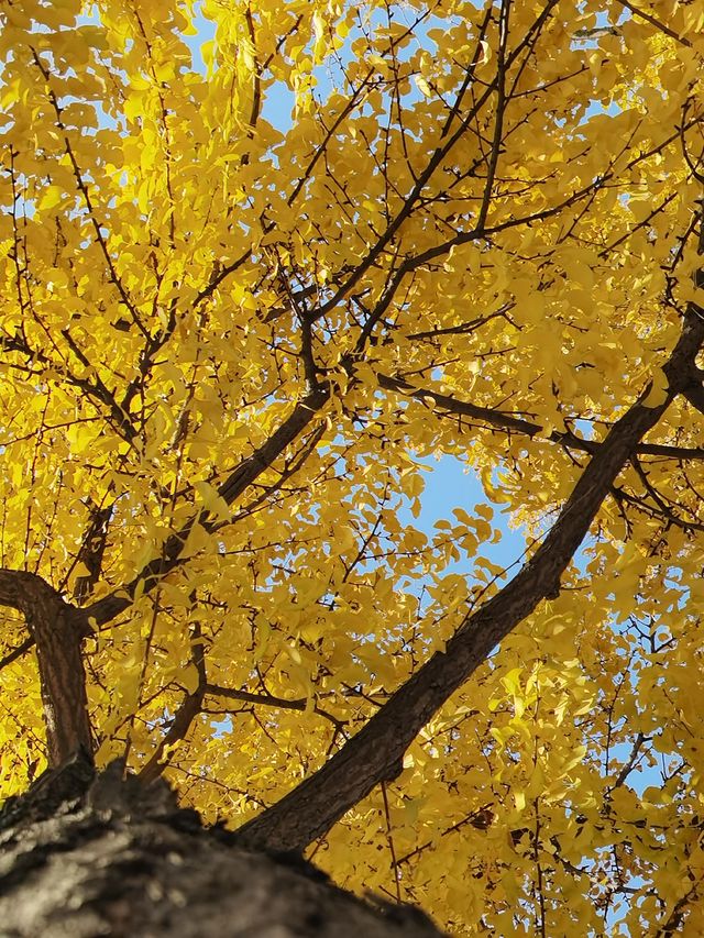 誰懂啊！秋天的都江堰藏著 “金色徒步道”