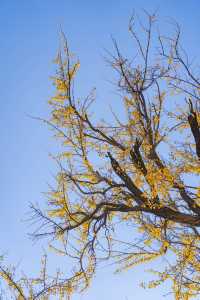 王屋山銀杏攻略|邂逅千年樹冠下的金色秋天