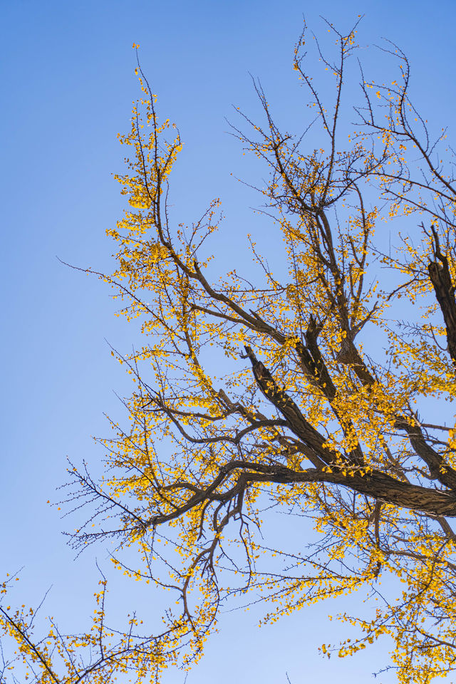 王屋山銀杏攻略|邂逅千年樹冠下的金色秋天 王屋山銀杏攻略|邂逅千年樹冠下的金色秋天