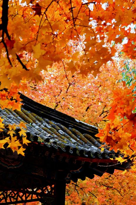 『秋の銀杏並木』 2026年 地壇公園の銀杏並木秋の風景おすすめ| Trip Moments