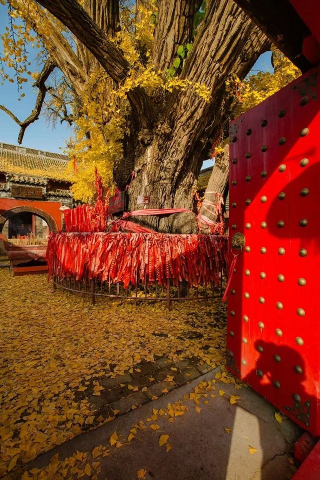 帶娃去濟南等地這份攻略必收好 帶娃去濟南等地這份攻略必收好