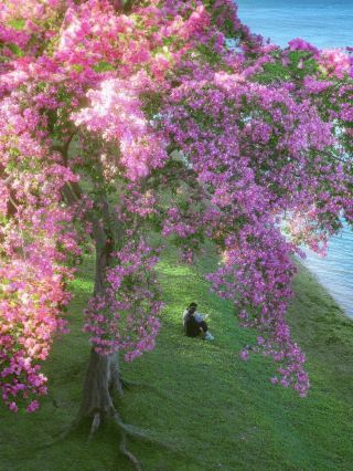 South Lake reflects the powdery snow, a unique kapok tree weaves an early winter dream