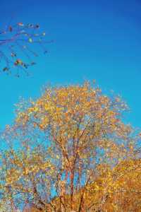 接下來的川西小九寨！堪稱秋天旅行天花板.. 限時1個月！！川西小九寨「松坪溝」秋色巔峰期來了！ 