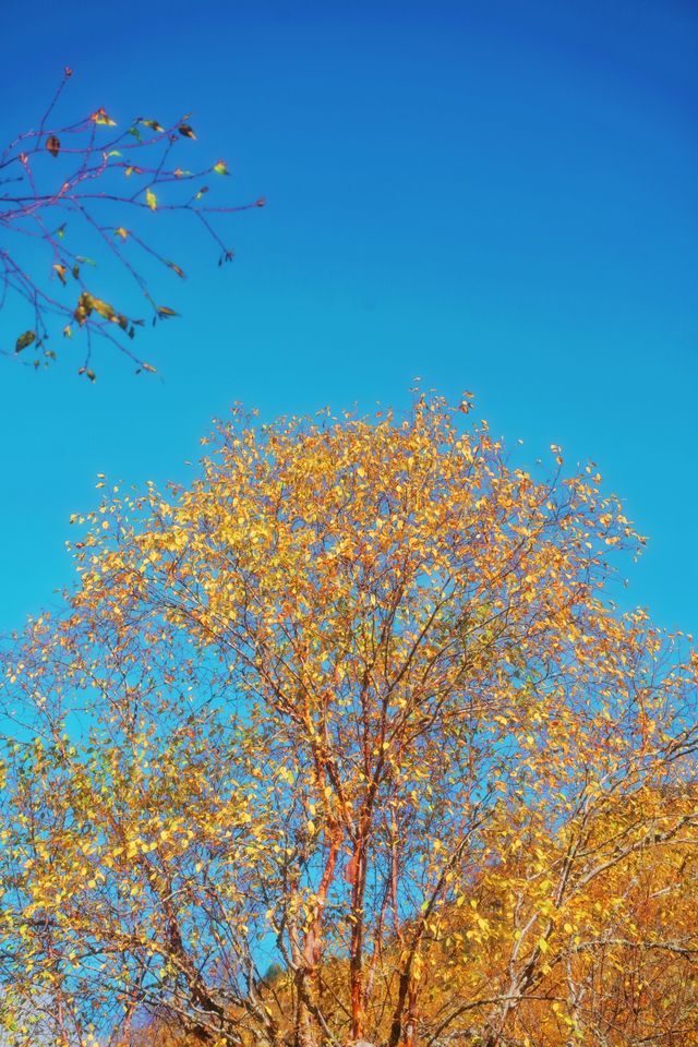 接下來的川西小九寨！堪稱秋天旅行天花板.. 限時1個月！！川西小九寨「松坪溝」秋色巔峰期來了！ 