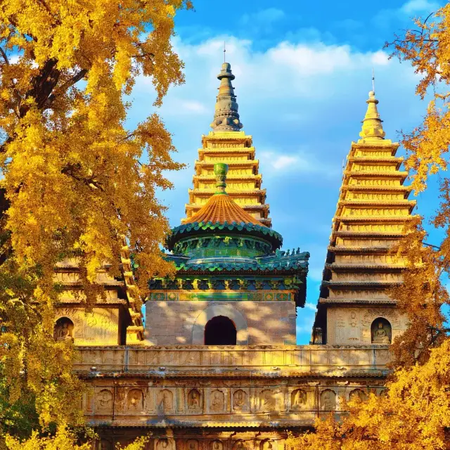 The Majestic Scenery of a 600-Year-Old Ginkgo Tree, Otapsa