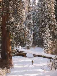 加州環線包車遊|行程自由DIY躺玩不踩雷