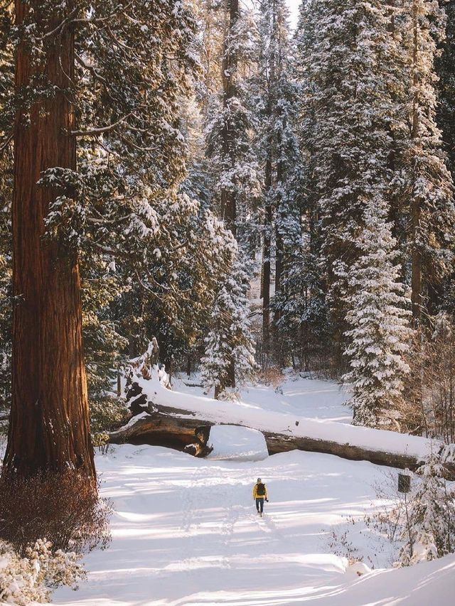 加州環線包車遊|行程自由DIY躺玩不踩雷