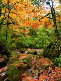 不用塞川西！成都3h直達的油畫彩林秘境