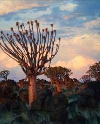 納米比亞絕美箭袋樹公園｜自帶仙氣的拍照天堂