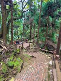 帶娃吸氧去!成都1.5h直達的森林徒步路線