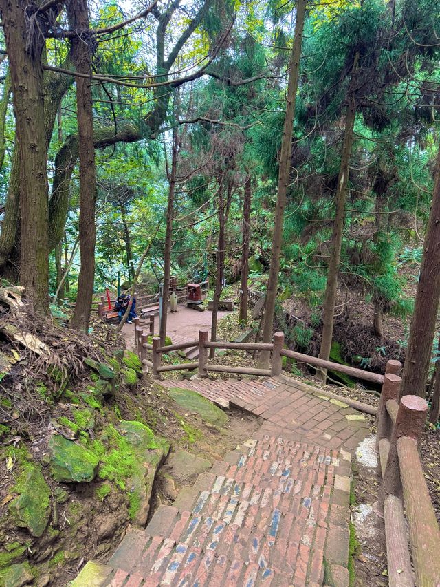 帶娃吸氧去!成都1.5h直達的森林徒步路線