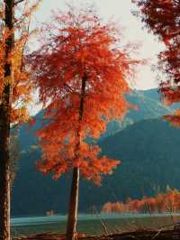 最新皖南川藏線的秋，藏在這片紅海裏。