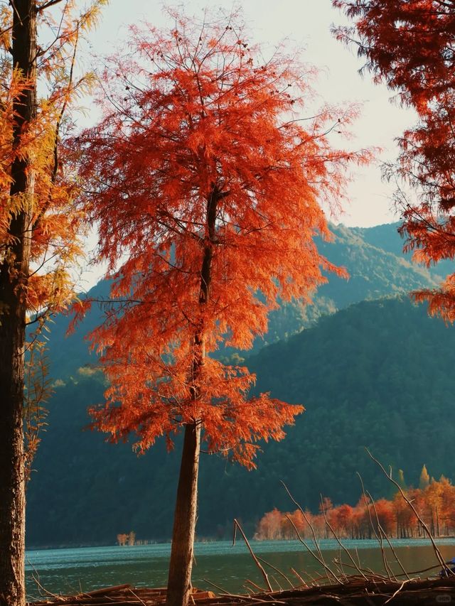 最新皖南川藏線的秋，藏在這片紅海裏。