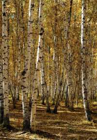 晨光鍍雪白樺林，亞布力晨韻醉初心